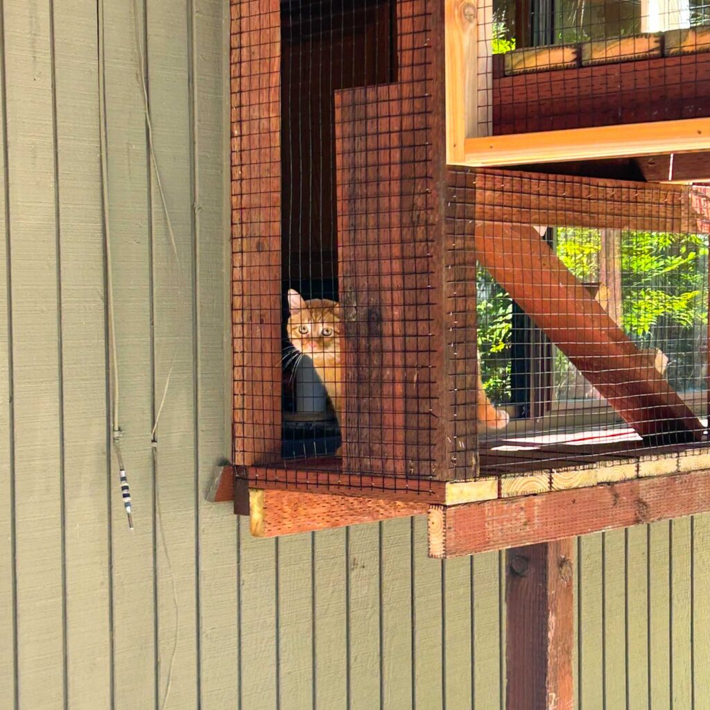 Orange cat peeking out from a wooden catio enclosure attached to a green-sided house.
