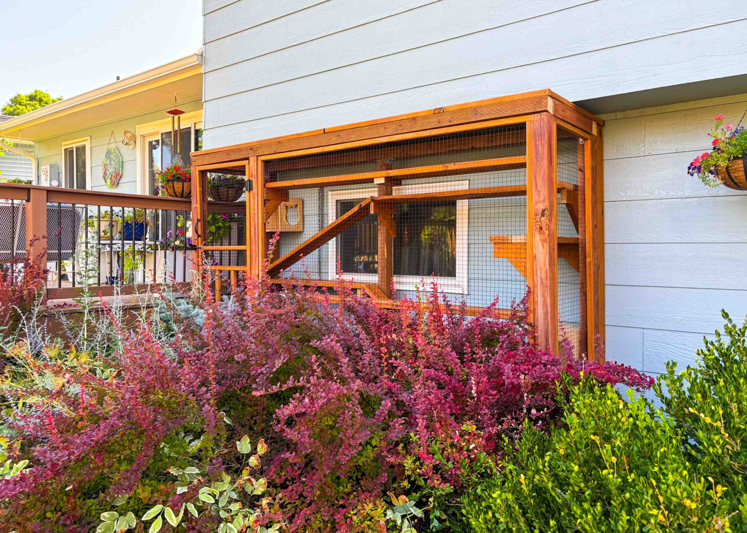 Custom cedar catio enclosure attached to a home’s window, surrounded by colorful garden plants and a nearby wooden deck with hanging flowers.