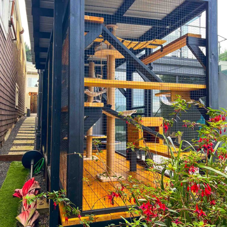 A sleek side view of a modern custom catio in San Francisco, featuring black framing, yellow cedar platforms, and multiple ramps surrounded by blooming red flowers.