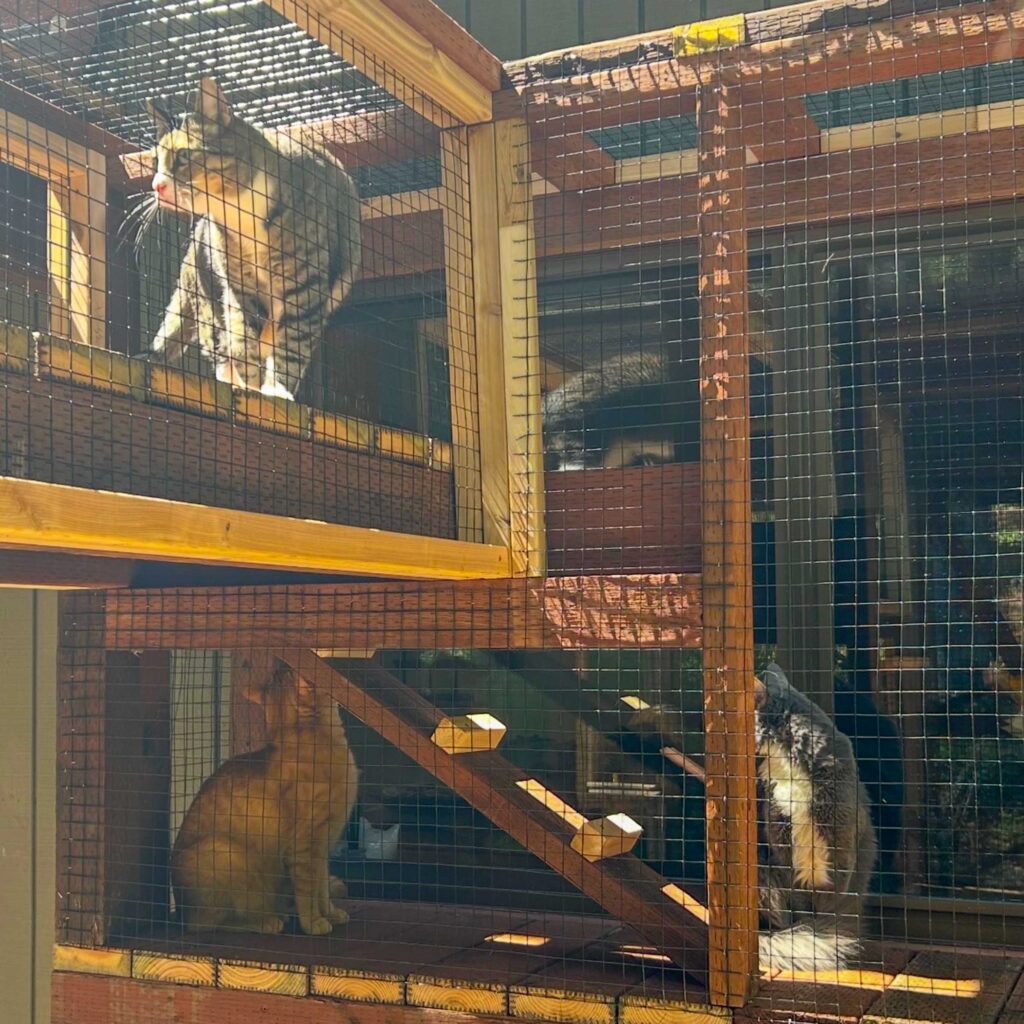 Three cats lounging and climbing inside a multi-level mesh catio attached to a home.