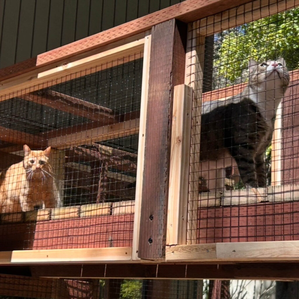 Two cats, one orange and one gray-and-white, exploring a raised wooden catio tunnel made of wire mesh and wood panels attached to a home exterior.