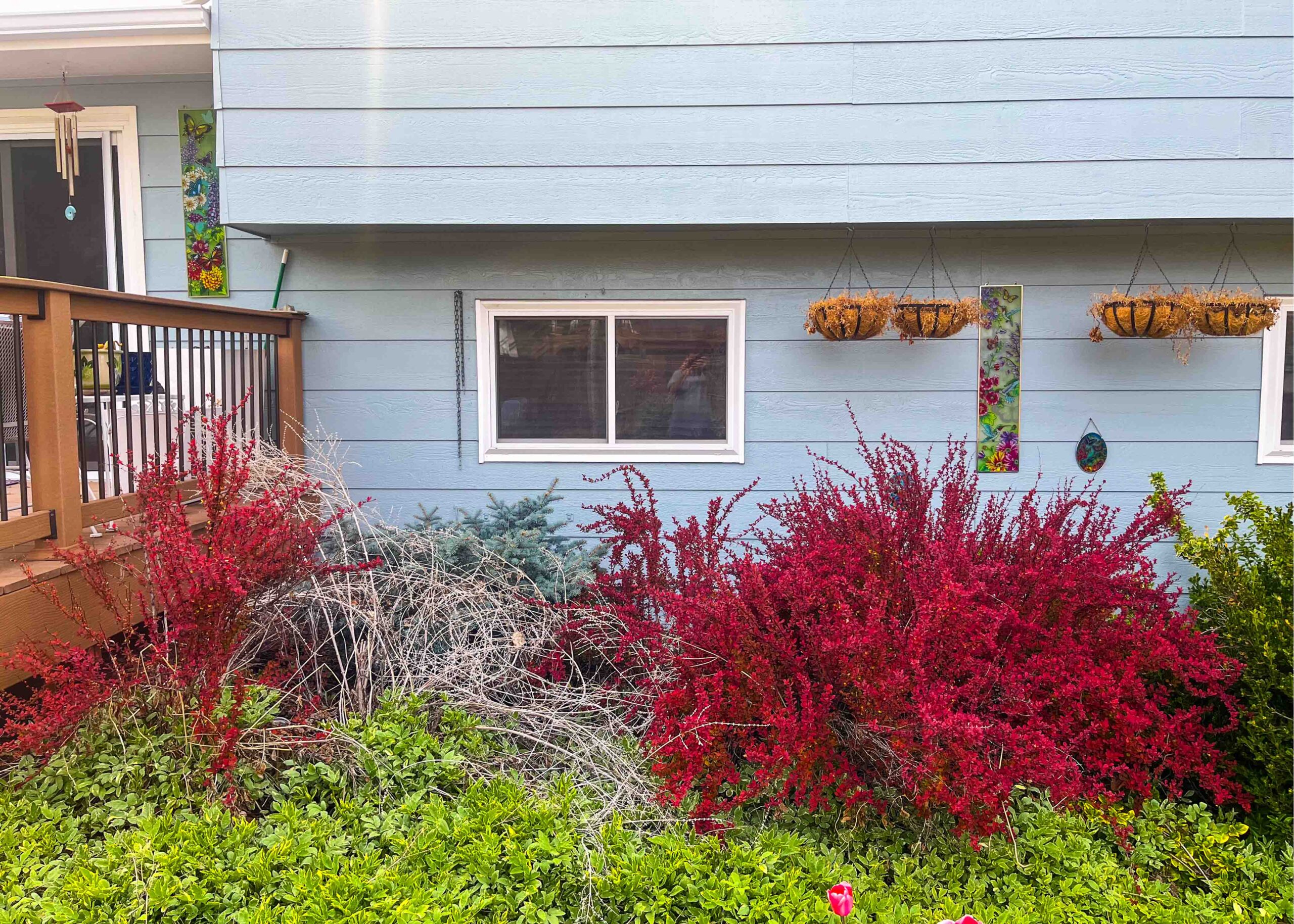 Side of a blue home with a garden bed of red and green shrubs and an empty window space prepared for future catio installation.