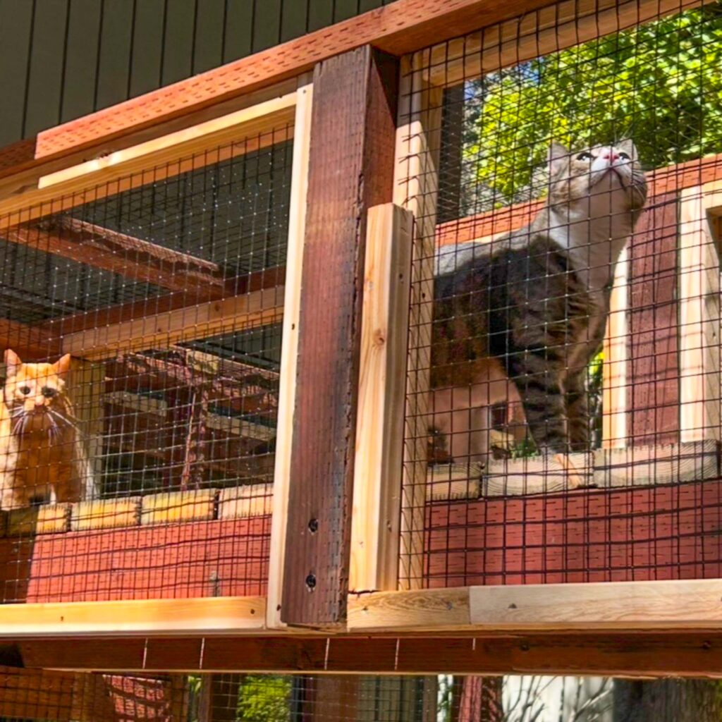 Two cats exploring a mesh-enclosed tunnel catio basking in sunlight.