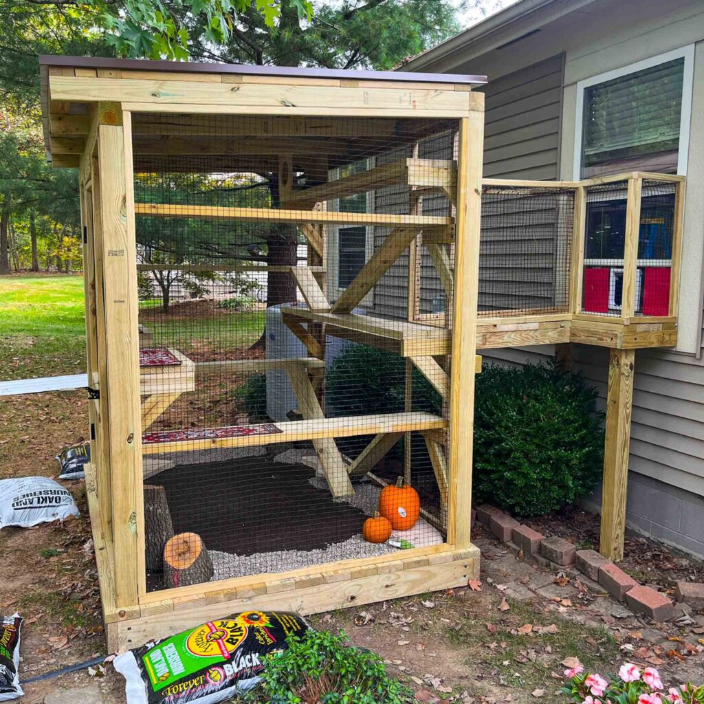 A small custom-built outdoor catio made from natural wood attached to the side of a home, featuring multiple climbing platforms, a tunnel window entry, and a few pumpkins inside the enclosure for decoration.