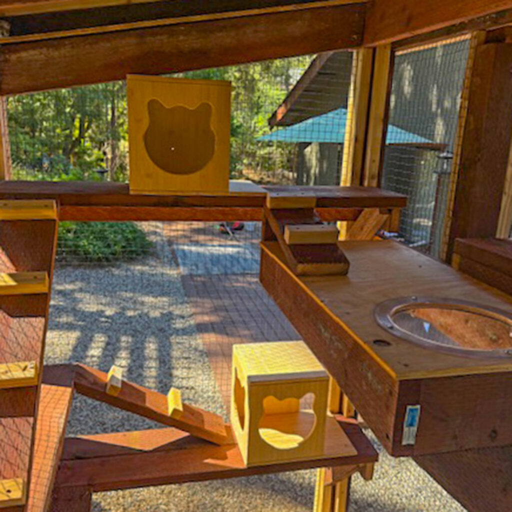 Interior of wooden catio showing multiple platforms, ramps, and cubed boxes with cat-shaped openings.