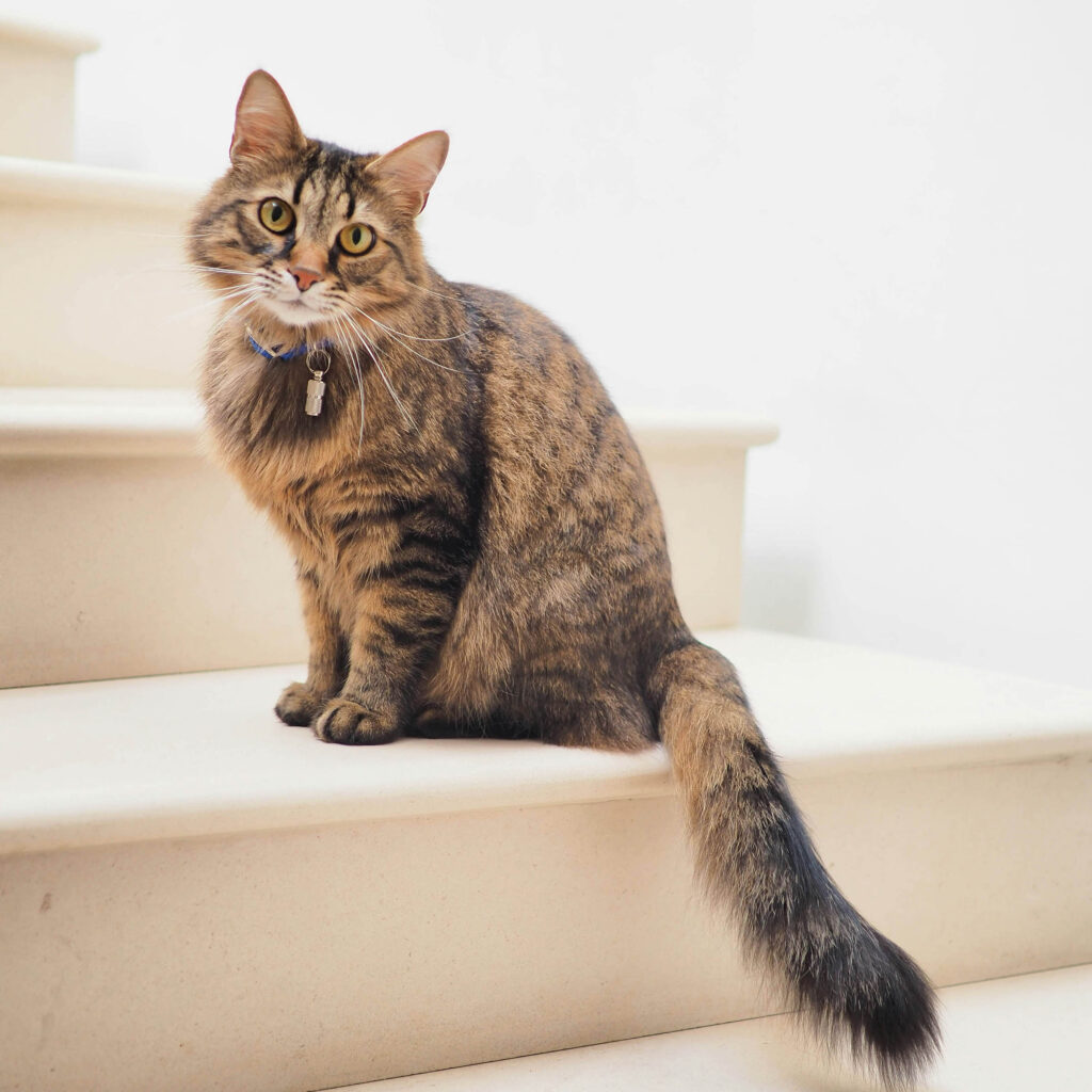 A brown tabby cat sitting on indoor stairs with its tail stretched out behind it.