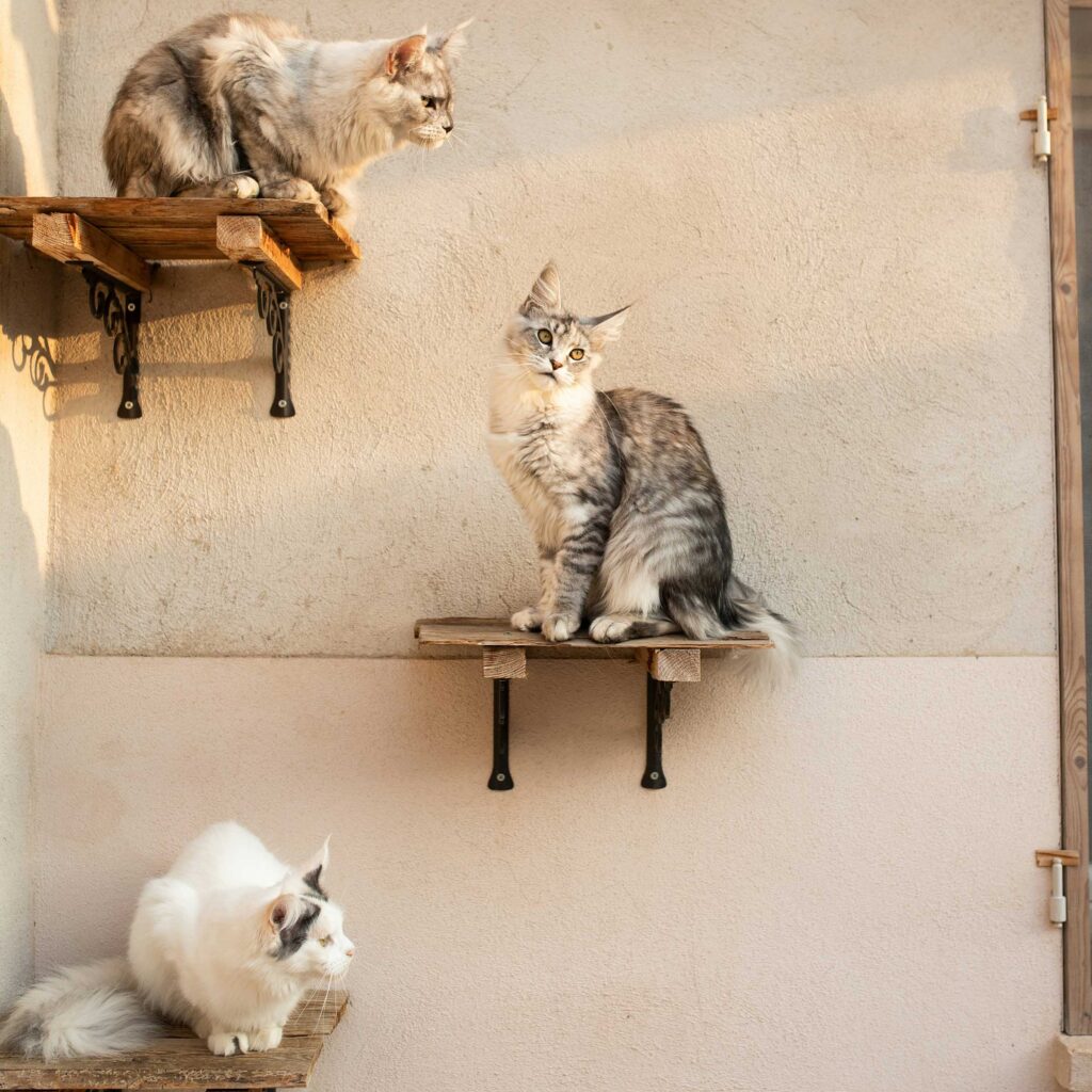 Three Maine Coon cats perched on wooden wall-mounted shelves in an outdoor enclosure.