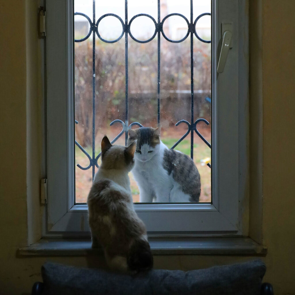 A cat indoors sitting on a windowsill looking at another cat sitting just outside the window behind metal bars.