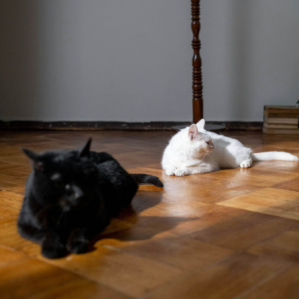 Three cats—a black cat, a white cat, and an orange tabby—lying on a hardwood floor with plants in the background.