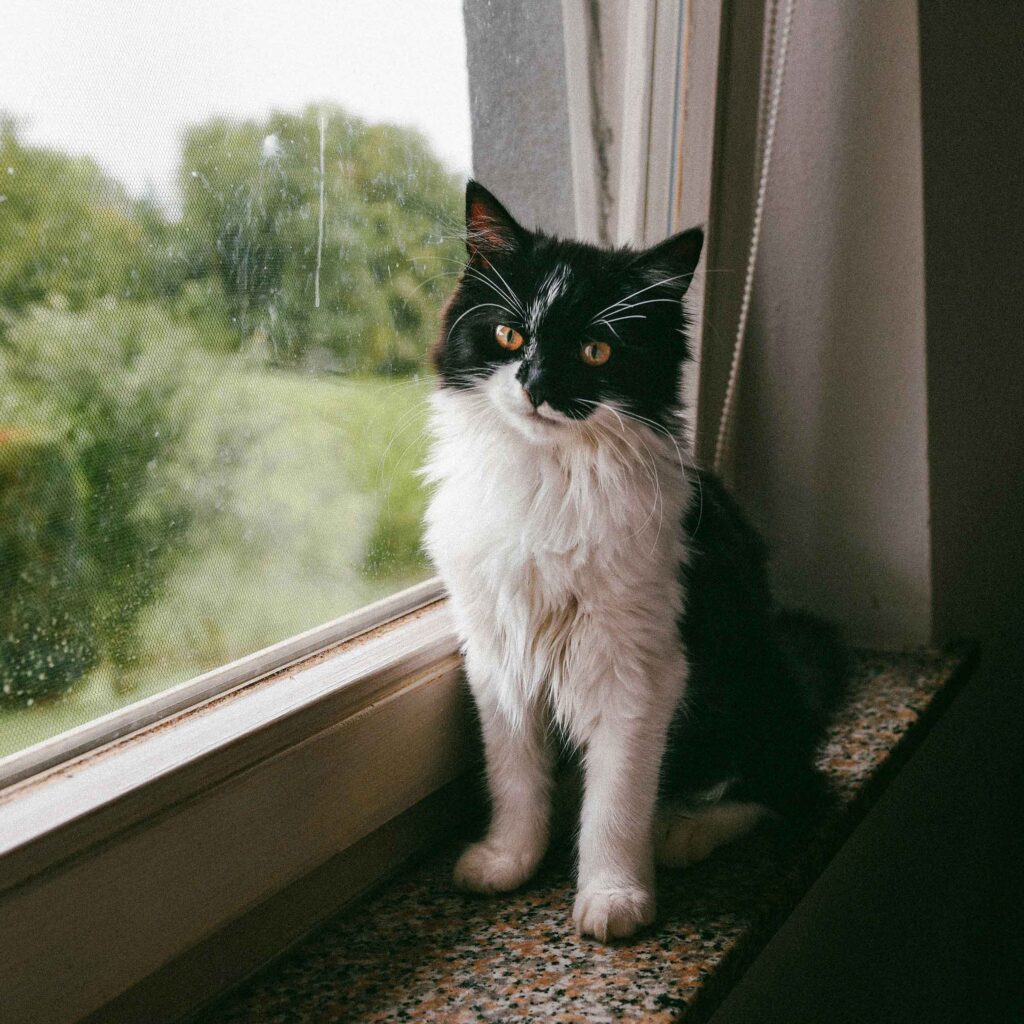 A black and white long-haired cat sitting on a windowsill looking toward the camera.