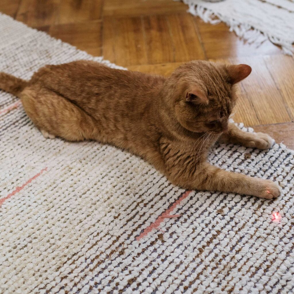 Orange cat lying stretched out on a textured rug indoors.
