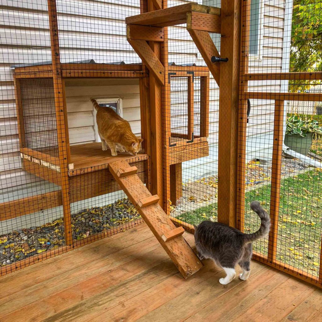 Two cats exploring a wooden catio with ramps, platforms, and wire mesh enclosure.
