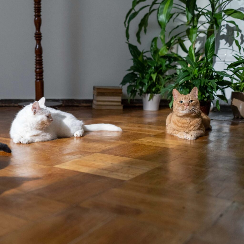 White cat and orange cat lying on a wooden floor near houseplants.