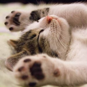 Sleeping cat lying on its back with paws stretched out and eyes closed.