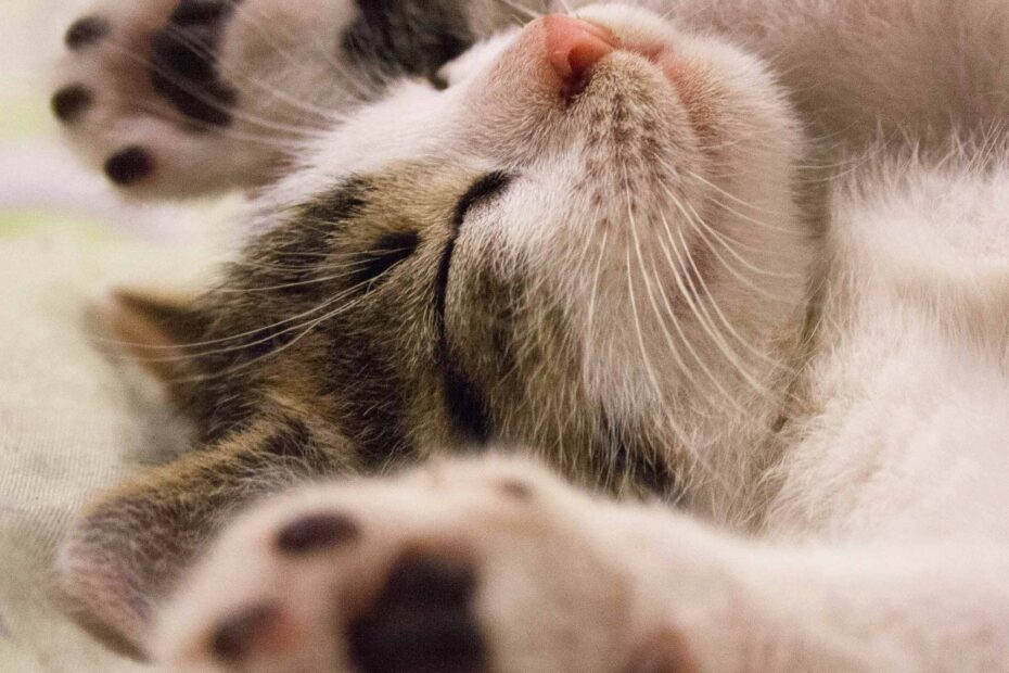 Sleeping cat lying on its back with paws stretched out and eyes closed.