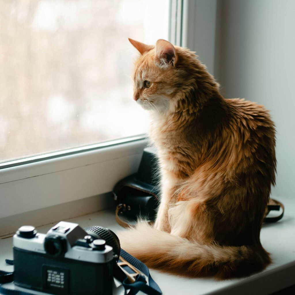 Long-haired orange cat sitting on a windowsill looking outside.