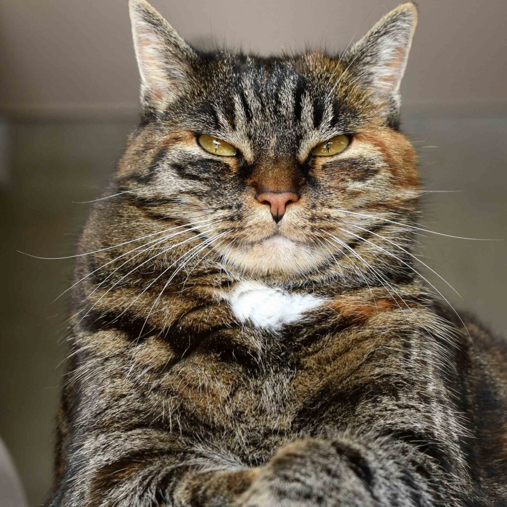 Close-up portrait of a tabby cat with yellow eyes and a white chest patch looking directly at the camera.