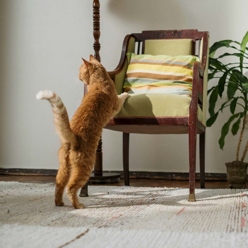 Orange cat standing on hind legs reaching up toward a cushioned chair.