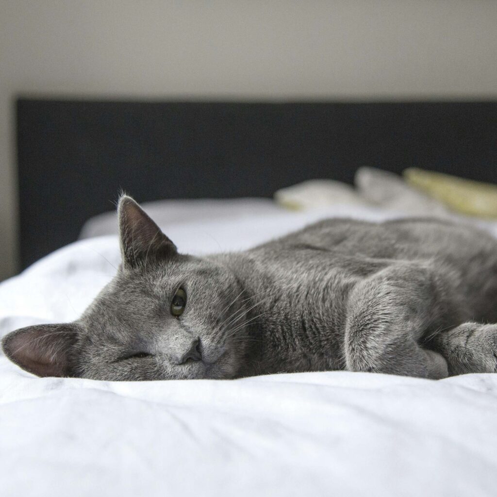 Gray cat lying on a white bed with one eye partially open, resting calmly indoors.