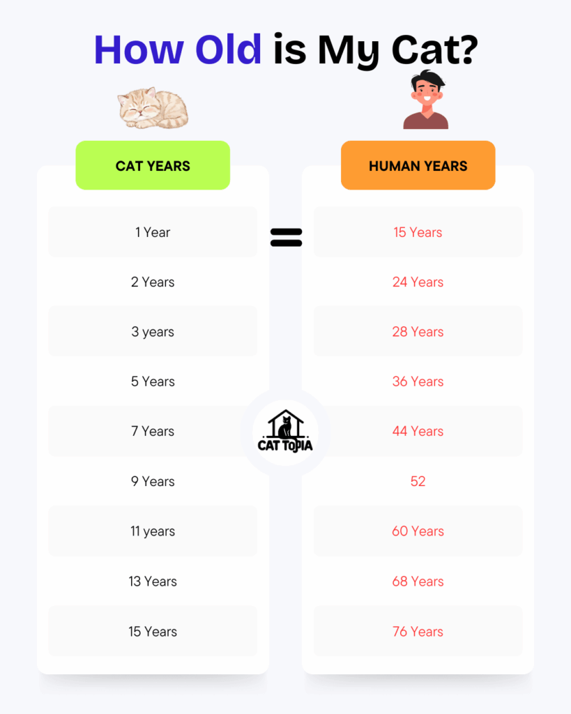 Infographic showing how cat years compare to human years with age equivalents listed side by side.