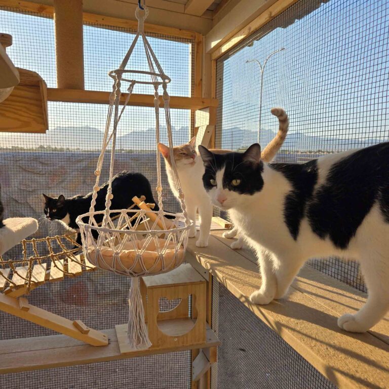 Three cats exploring shelves and a hanging basket inside a spacious custom catio.