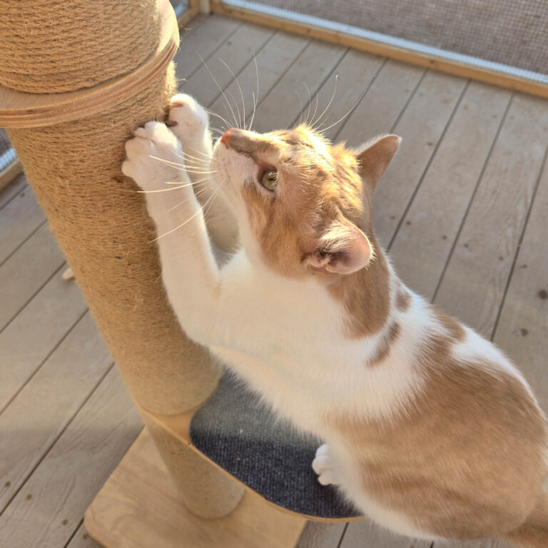 Orange-and-white cat scratching a sisal-wrapped post inside a custom catio.
