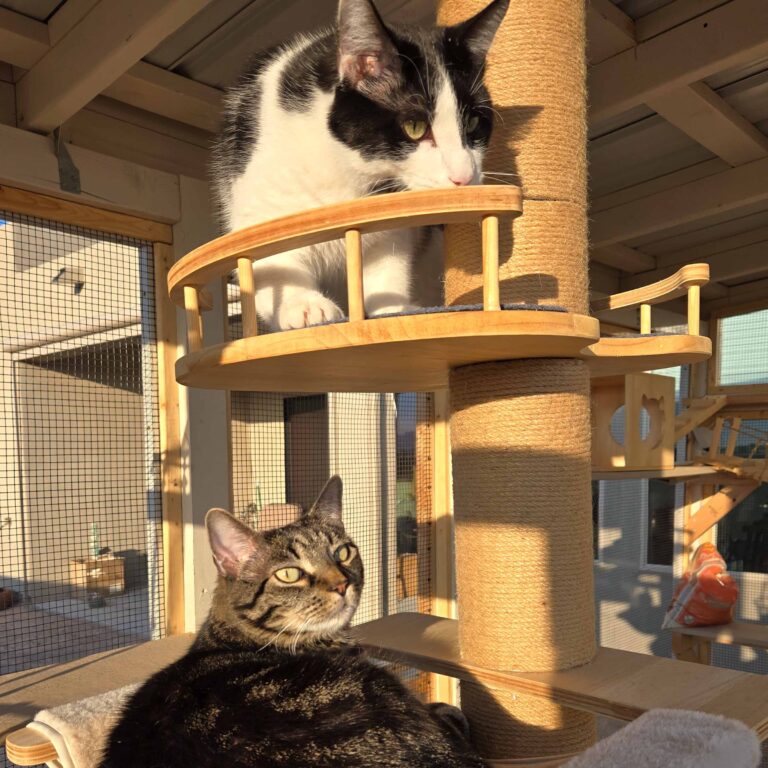 Two cats lounging on circular platforms attached to a scratching post inside a catio.