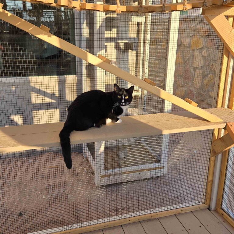 Black-and-white cat resting on a wide shelf inside a wire-enclosed outdoor catio.