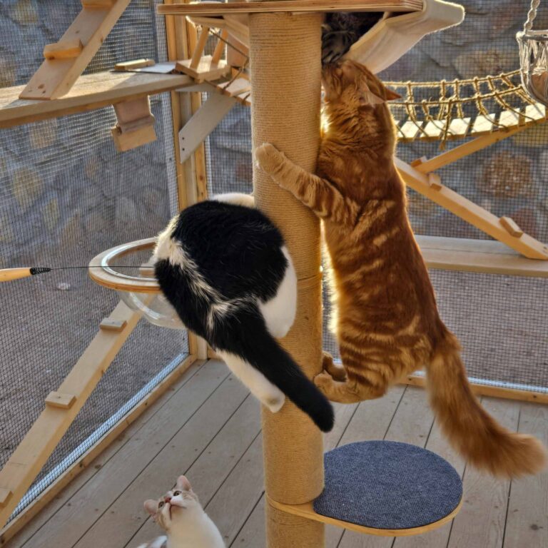 Multiple cats climbing and playing on a vertical scratching post inside a custom catio.