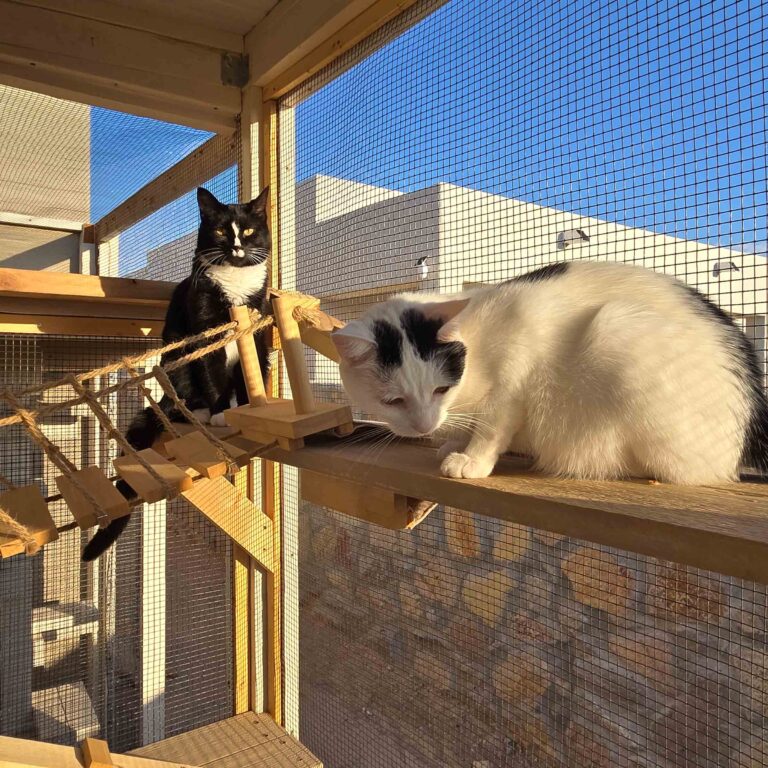 Black-and-white cat and white cat perched on catio shelf connected by a wooden rope bridge.