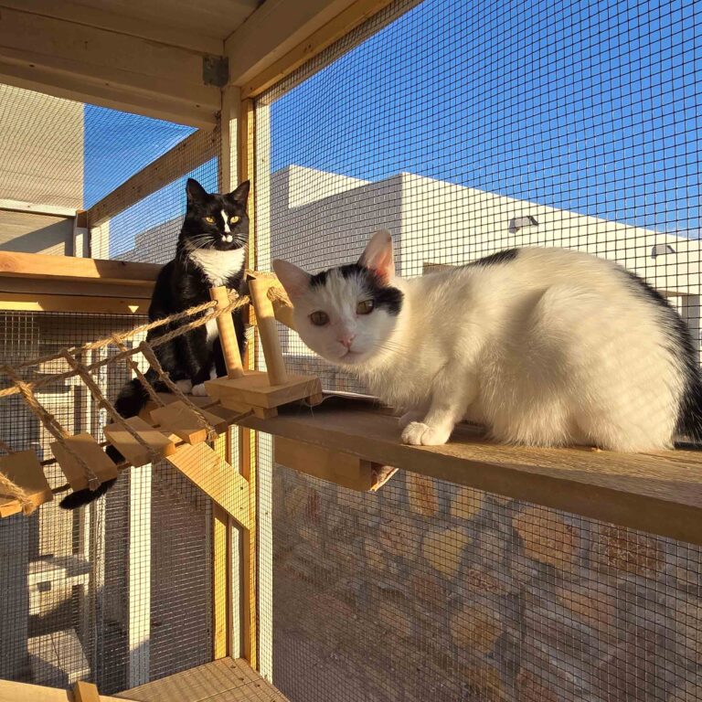 Two cats relaxing on a wooden shelf inside a custom catio with rope bridge and wire mesh panels.