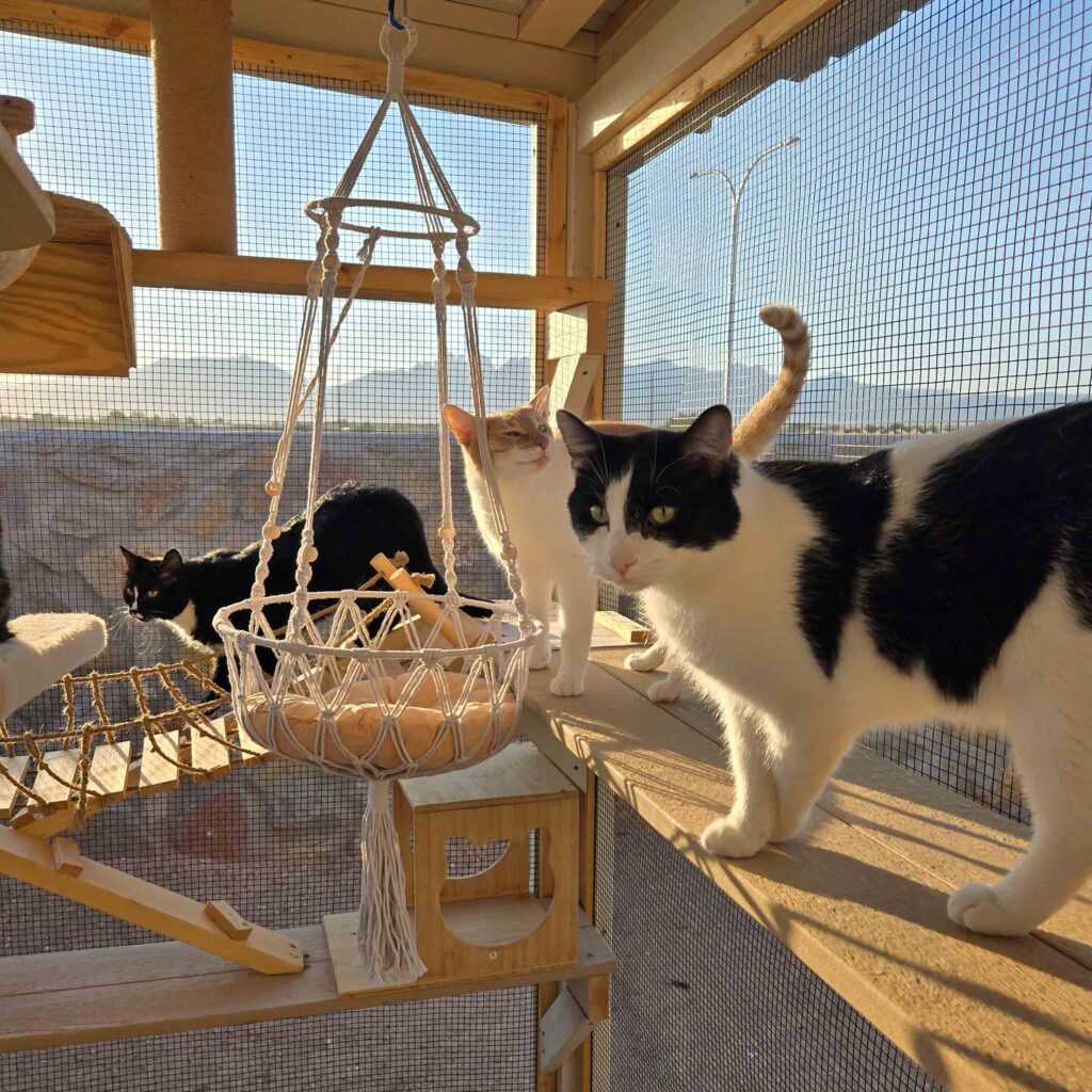 Three cats exploring a custom wooden catio with shelves, hammock, and wire mesh enclosure.