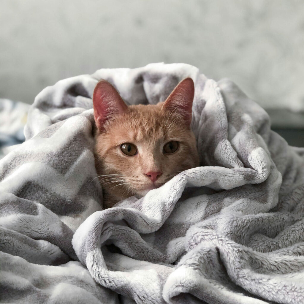 Orange tabby cat wrapped snugly in a gray blanket with only its face visible.