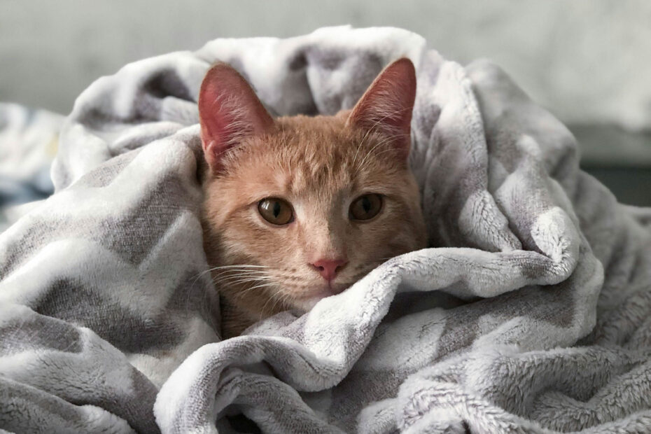 Orange tabby cat wrapped snugly in a gray blanket with only its face visible.