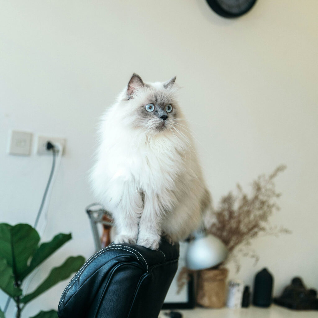 Fluffy long-haired cat with blue eyes sitting upright on the back of a chair inside a modern home.