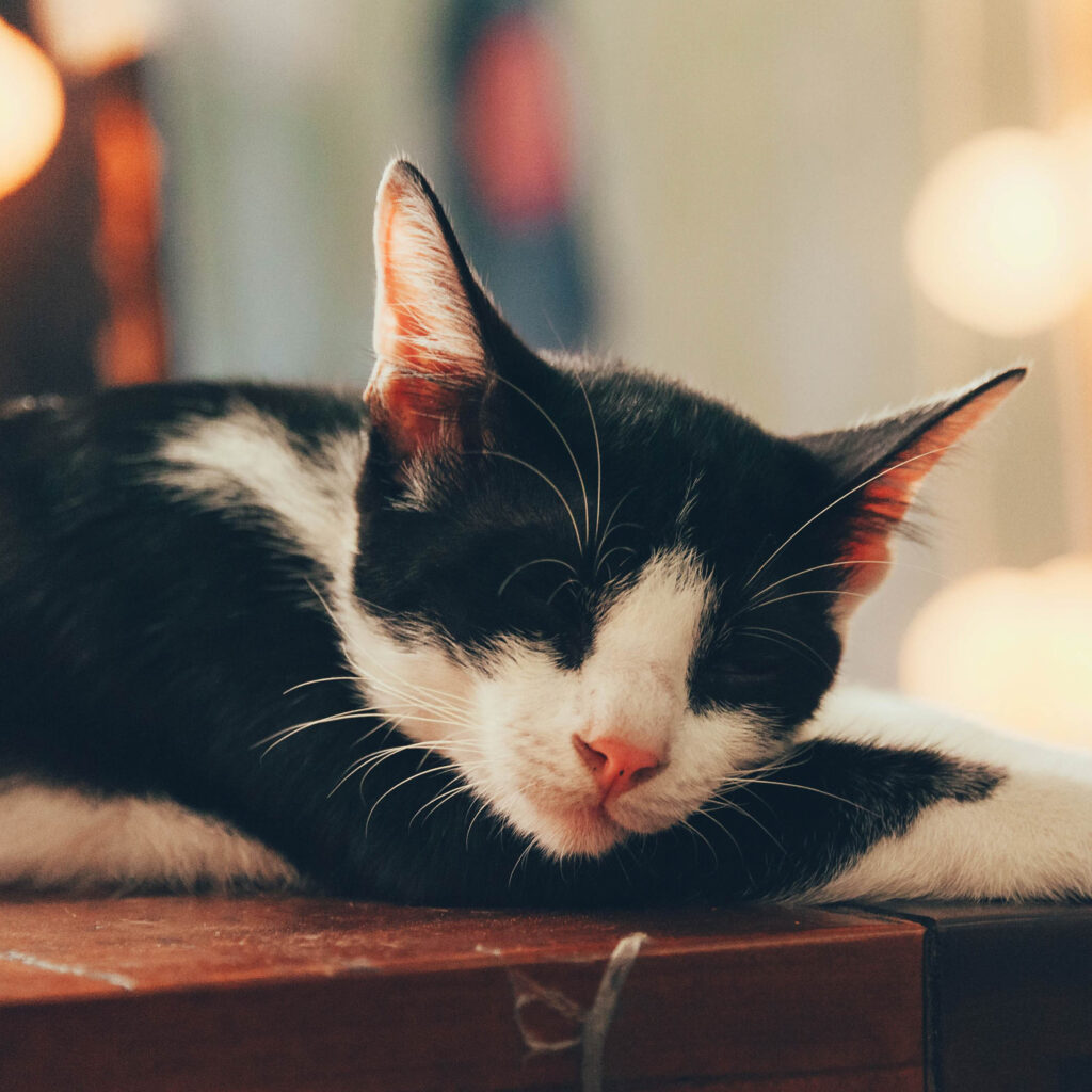 Black and white cat sleeping peacefully on a wooden surface indoors with soft warm lighting in the background.