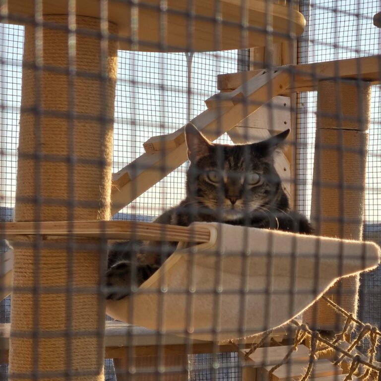 Tabby cat resting in a fabric hammock mounted inside a wire-enclosed catio.