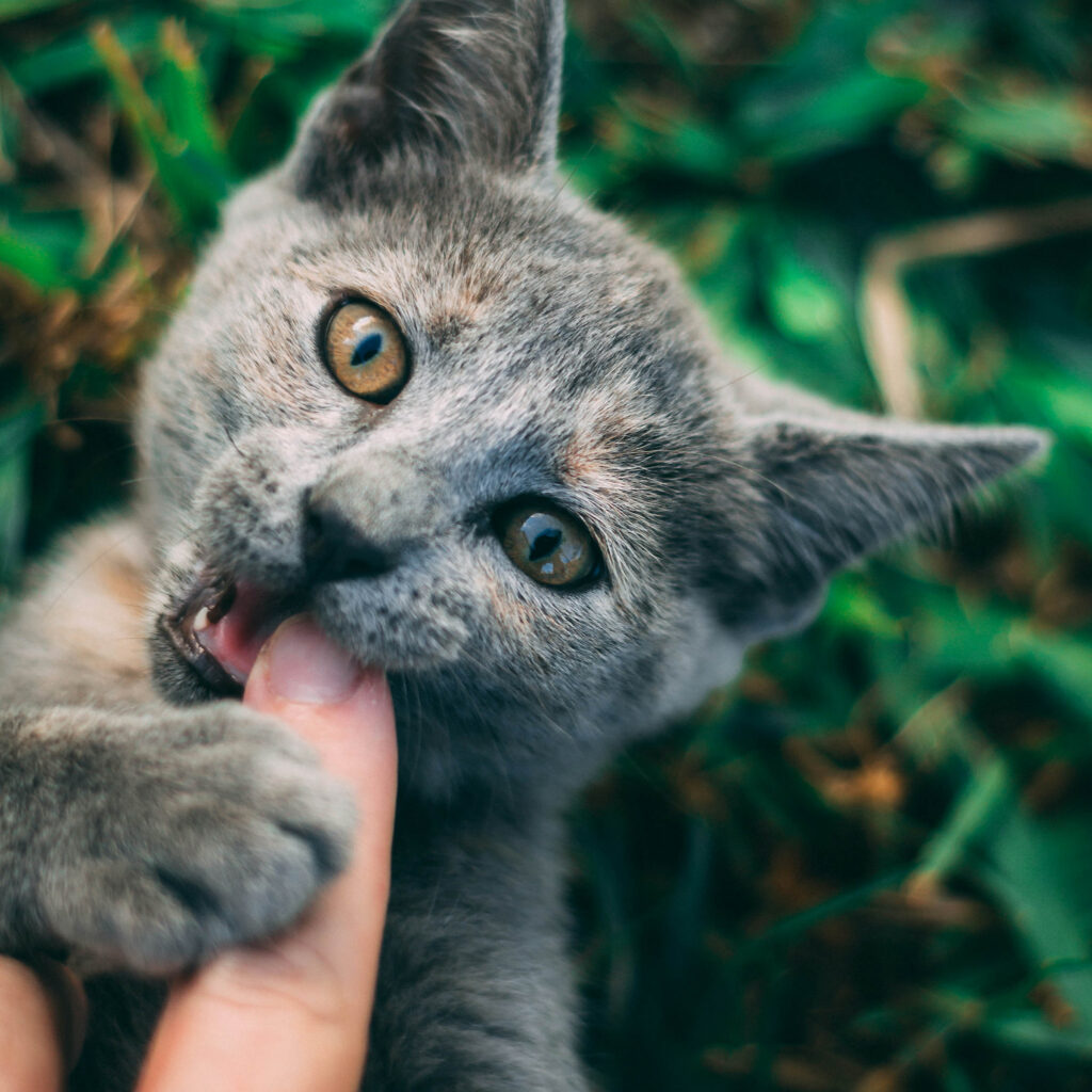 Gray kitten playfully biting and holding a person’s finger while lying in green grass outdoors.