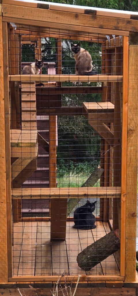 Three cats relax at different levels inside a tall, multi-level custom cedar catio in Seattle, WA, featuring staggered platforms, climbing ramps, vertical supports, and secure black wire mesh walls surrounded by lush greenery.