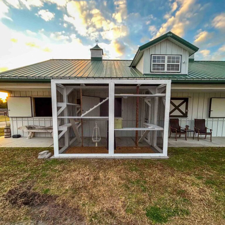 Full front exterior view of a large white double-section custom catio with wire mesh panels, multi-level shelves, ramps, and barn-style home backdrop during golden hour.
