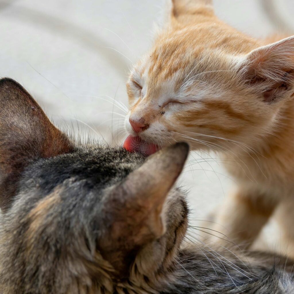 Orange kitten grooming another tabby cat by licking its head in a close-up affectionate interaction.