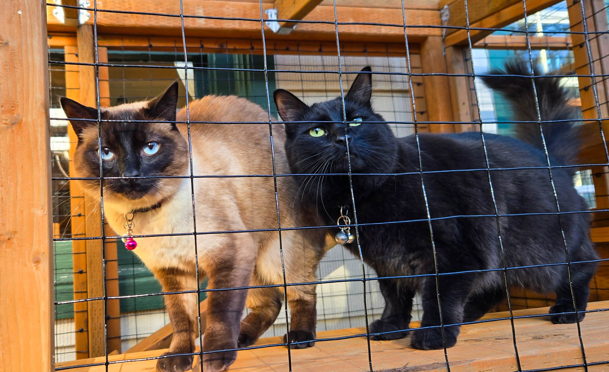 Custom Catio in Seattle, Washington