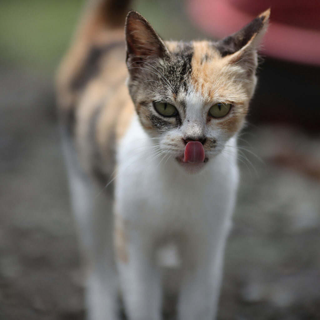 Calico cat with green eyes standing outdoors while licking its nose, captured in a shallow depth of field portrait.