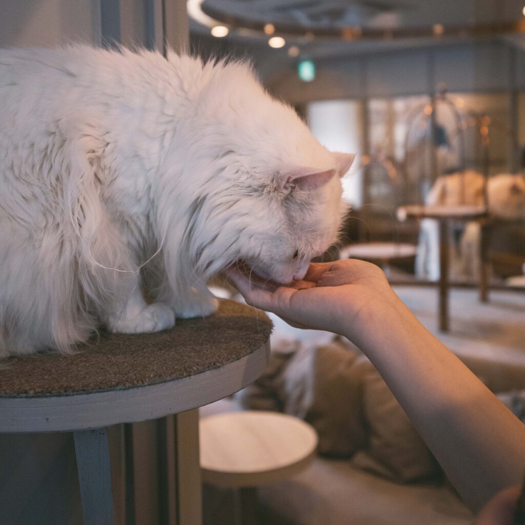 Fluffy white long-haired cat standing on a cat tree platform while gently licking food from a person’s open hand indoors.