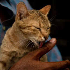 Close-up of a brown tabby cat with closed eyes gently licking a person’s finger, showing affection and trust during a quiet bonding moment.