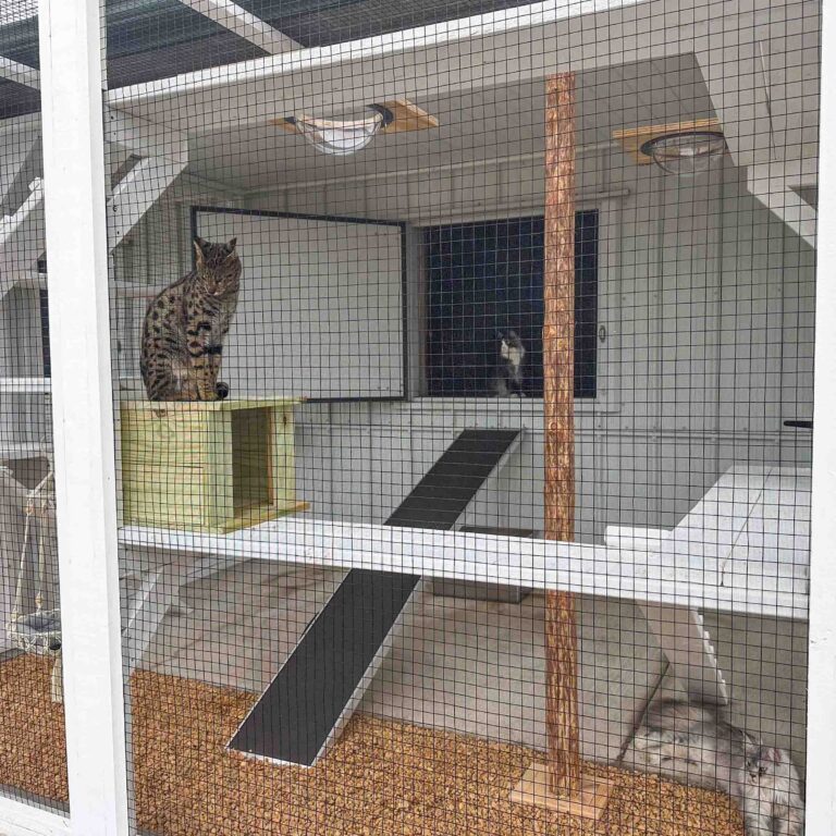 Two cats inside a multi-level white outdoor catio with ramps, shelves, hammock bed, mounted bowl platforms, and a central natural wood scratching post.
