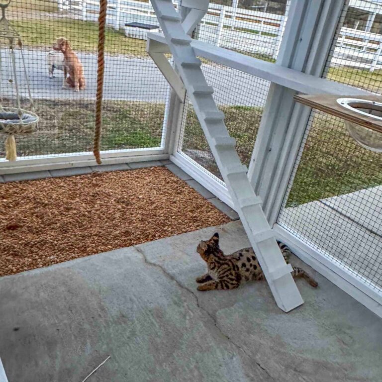 Spotted Bengal cat lying on a concrete floor inside a white screened catio with a vertical ladder, rope toy, gravel section, and dogs visible safely outside the enclosure.