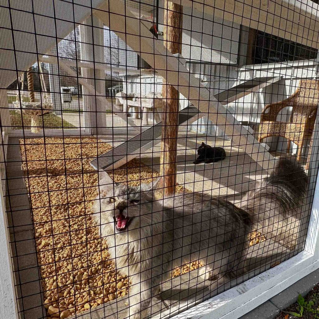 Large fluffy gray cat yawning inside a white custom outdoor catio enclosure with wire mesh walls, multi-level ramps, wooden climbing posts, gravel flooring, and a black cat resting in the background.