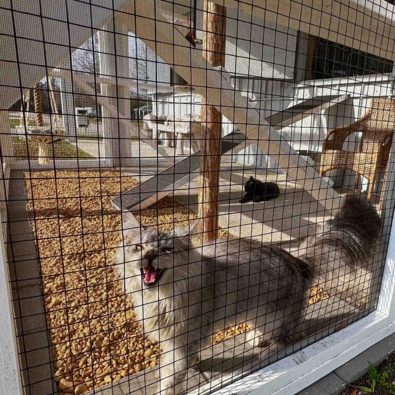 Large fluffy gray cat yawning inside a white custom outdoor catio enclosure with wire mesh walls, multi-level ramps, wooden climbing posts, gravel flooring, and a black cat resting in the background.