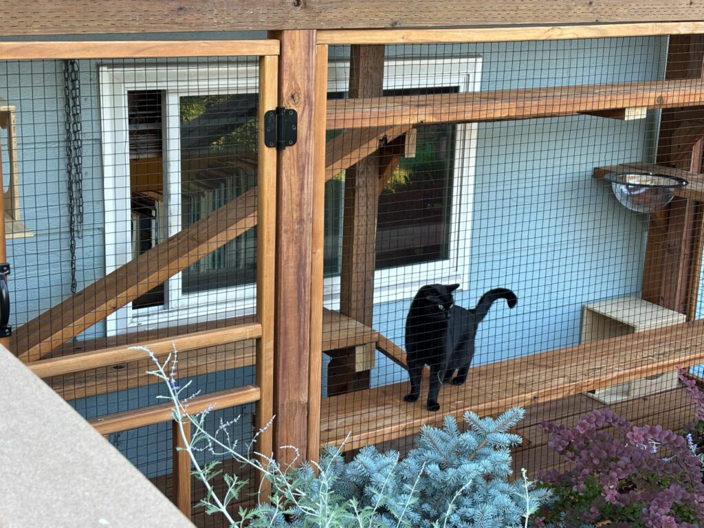 Black cat standing on a wooden platform inside a custom-built outdoor catio in Happy Valley, OR, featuring cedar framing, secure black wire mesh panels, multi-level climbing ramps, integrated shelving, and a window entry connection to the home’s light blue exterior wall.